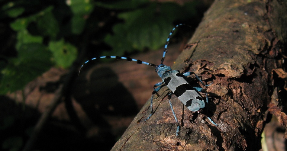 Fúzač alpský (Rosalia alpina)